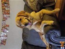 golden retriever puppy posted by amanda kruger